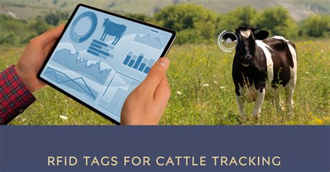 cow identification and tracking system using rfid|cattle id tracking.